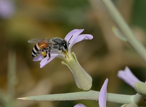 800px-Apis_florea_worker_1.jpg